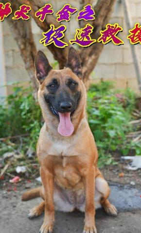 短剧《神犬千金之极速救援》海报