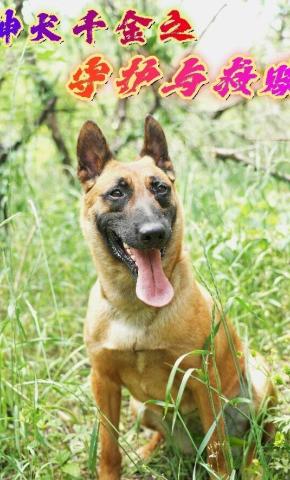 短剧神犬千金之守护与救赎海报