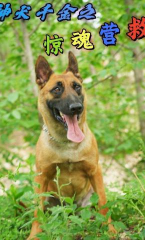 短剧《神犬千金之惊魂营救》海报