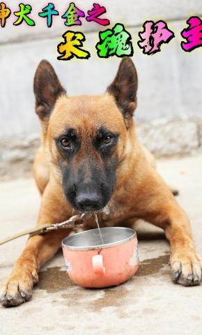 短剧《神犬千金之犬魂护主》海报
