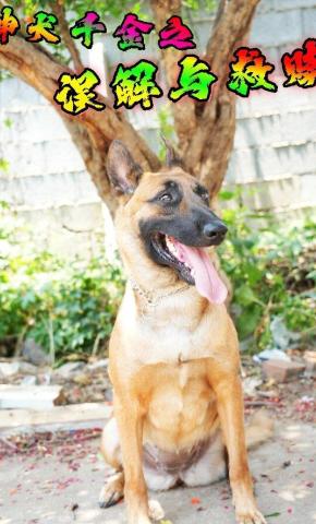 短剧神犬千金之误解与救赎海报