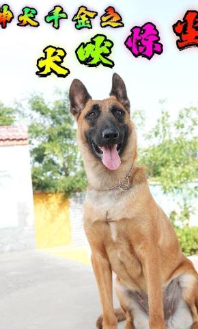 短剧《神犬千金之犬吠惊尘》海报