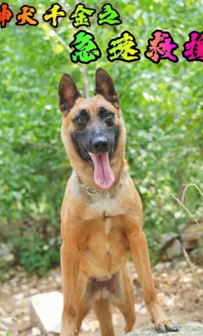 短剧《神犬千金之急速救援》海报