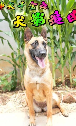 短剧《神犬千金之犬影追凶》海报