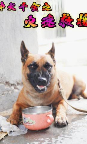 短剧《神犬千金之火速救援》海报