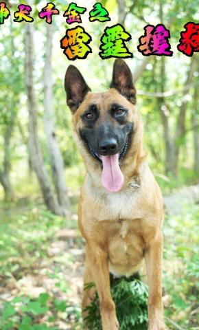 短剧《神犬千金之雷霆援救》海报