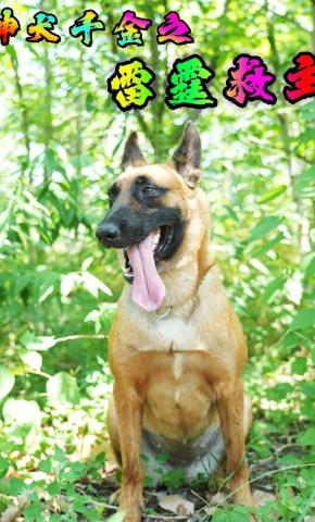 短剧《神犬千金之雷霆救主》海报