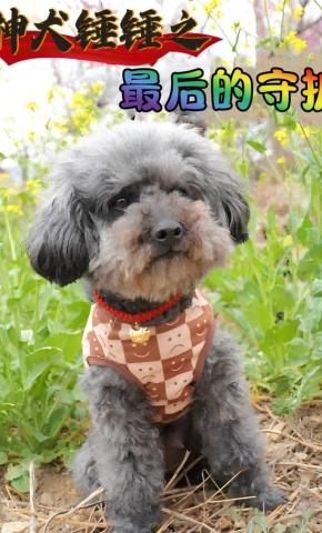 短剧《神犬锤锤之最后的守护》海报