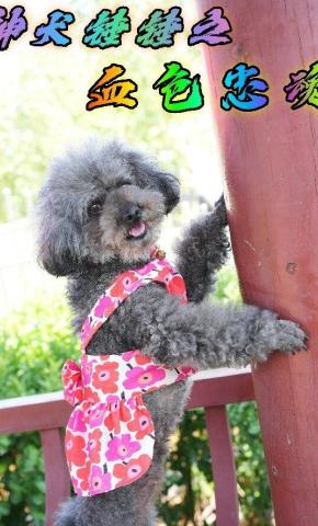 短剧《神犬锤锤之血色忠魂》海报