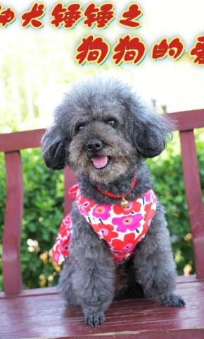 短剧《神犬锤锤之狗狗的爱》海报