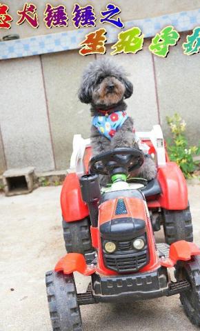 短剧《忠犬锤锤之生死守护》海报