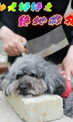 短剧《神犬锤锤之绝地救援》海报