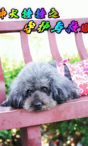 短剧《神犬锤锤之守护与救赎》海报