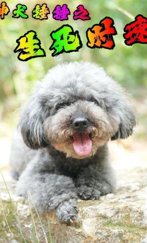 短剧《神犬锤锤之生死时速》海报