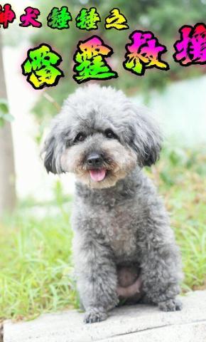 短剧《神犬锤锤之雷霆救援》海报