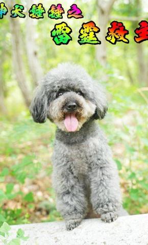 短剧《神犬锤锤之雷霆救主》海报