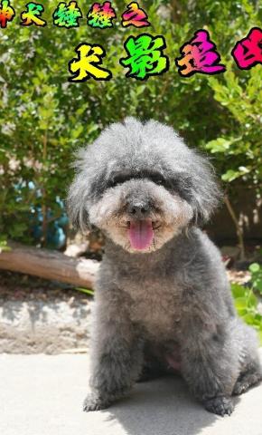 短剧神犬锤锤之犬影追凶海报