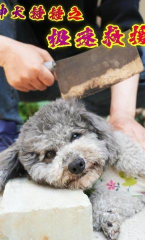 短剧神犬锤锤之极速救援海报