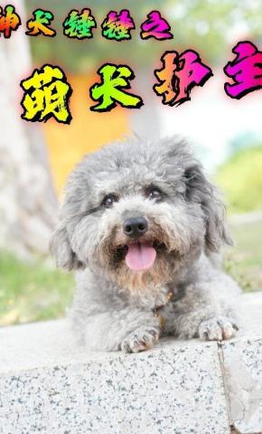 短剧《神犬锤锤之萌犬护主》海报