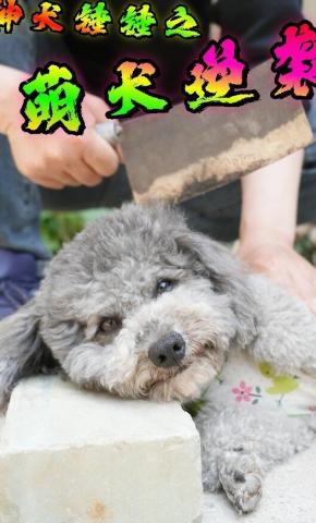 短剧神犬锤锤之萌犬逆袭海报