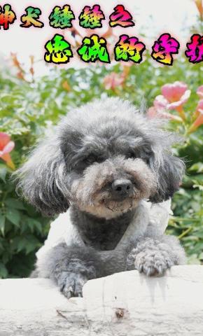 短剧神犬锤锤之忠诚的守护海报