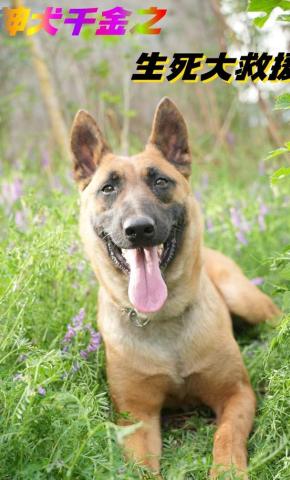 短剧《神犬千金之生死大救援》海报