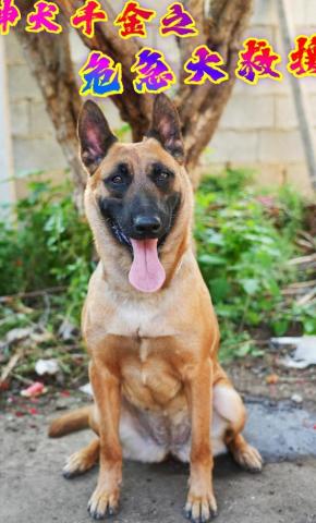 短剧《神犬千金之危急大救援》海报