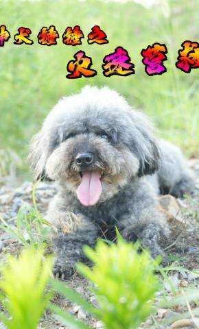 短剧《神犬锤锤之火速营救》海报