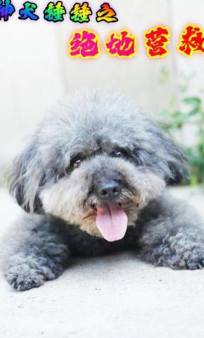 短剧《神犬锤锤之绝地营救》海报