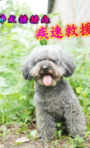 短剧《神犬锤锤之疾速救援》海报