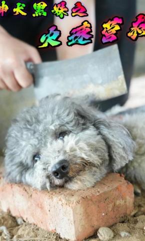 短剧《神犬黑妹之火速营救》海报