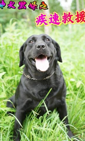 短剧神犬黑妹之疾速救援海报