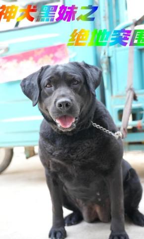 短剧《神犬黑妹之绝地突围》海报