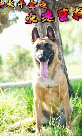 短剧《神犬千金之火速营救》海报