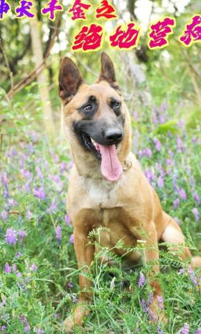 短剧《神犬千金之绝地营救》海报