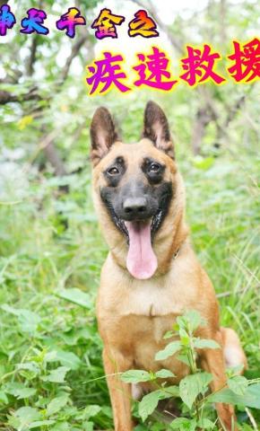 短剧《神犬千金之疾速救援》海报
