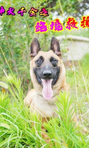 短剧神犬千金之绝境救援海报