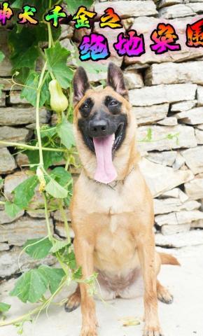 短剧《神犬千金之绝地突围》海报