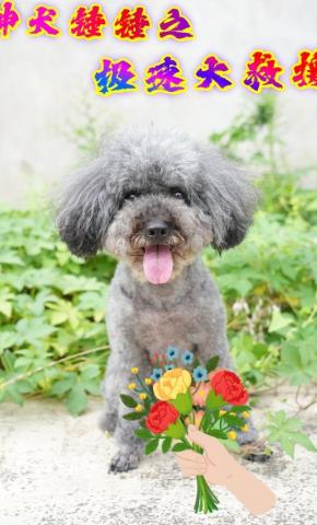 短剧《神犬锤锤之极速大救援》海报