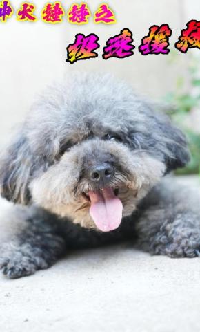 短剧《神犬锤锤之极速援救》海报