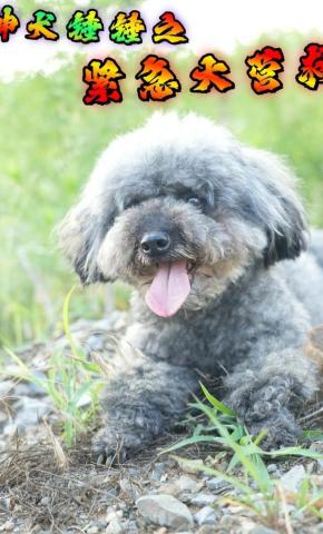 短剧《神犬锤锤之紧急大营救》海报