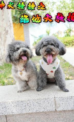 短剧神犬锤锤之绝地大救援海报