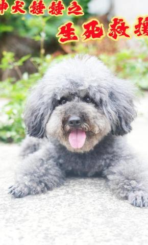 短剧《神犬锤锤之生死救援》海报