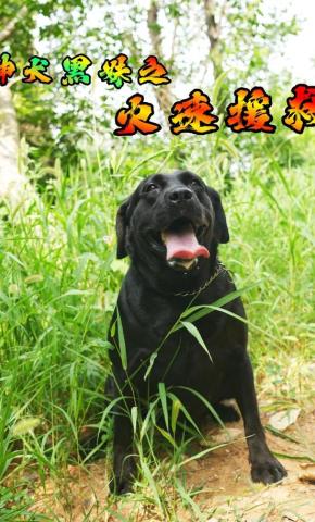 短剧《神犬黑妹之火速援救》海报