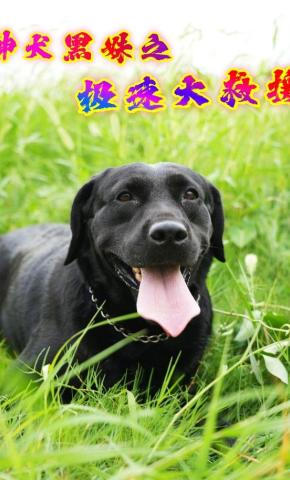 短剧神犬黑妹之极速大救援海报