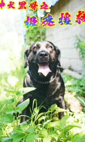 短剧《神犬黑妹之极速援救》海报