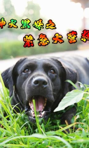 短剧神犬黑妹之紧急大营救海报