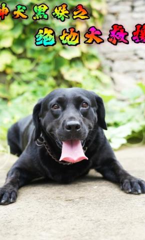 短剧神犬黑妹之绝地大救援海报