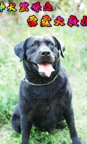 短剧神犬黑妹之雷霆大救援海报