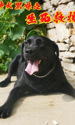 短剧神犬黑妹之生死救援海报